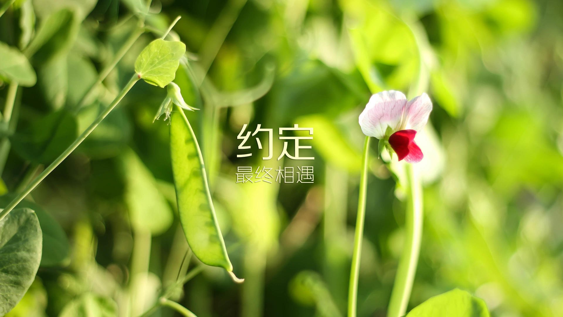 AYX SPORTS-全国青少年足球夏令营，培养未来足球之星，2020全国青少年足球夏令营怎么参加