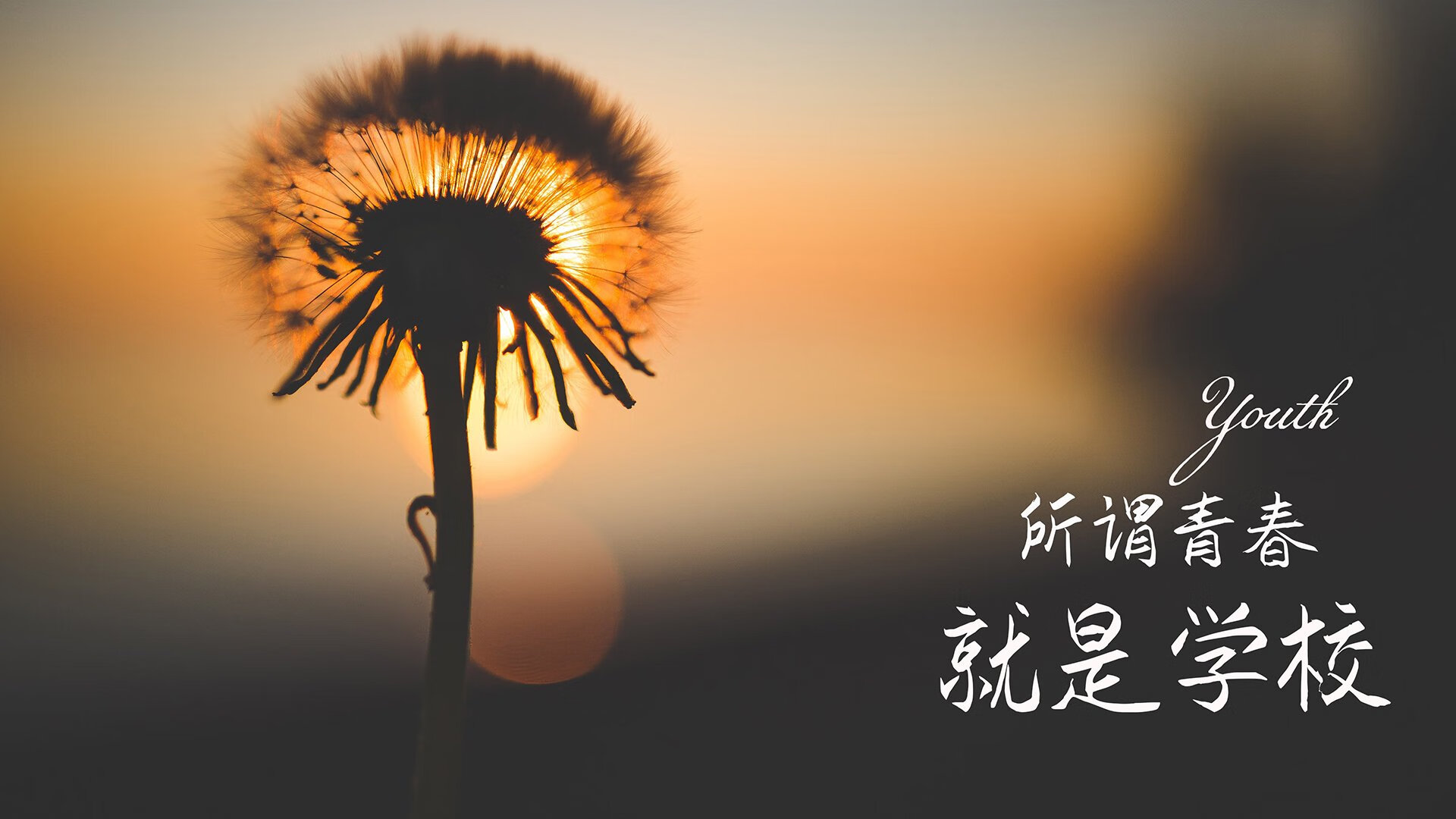 意甲焦点赛，球员采访揭示战术调度与现场应变技巧，意甲足球视频