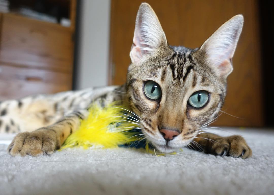 车手专访:比赛中的关键时刻,著名汽车赛事车手