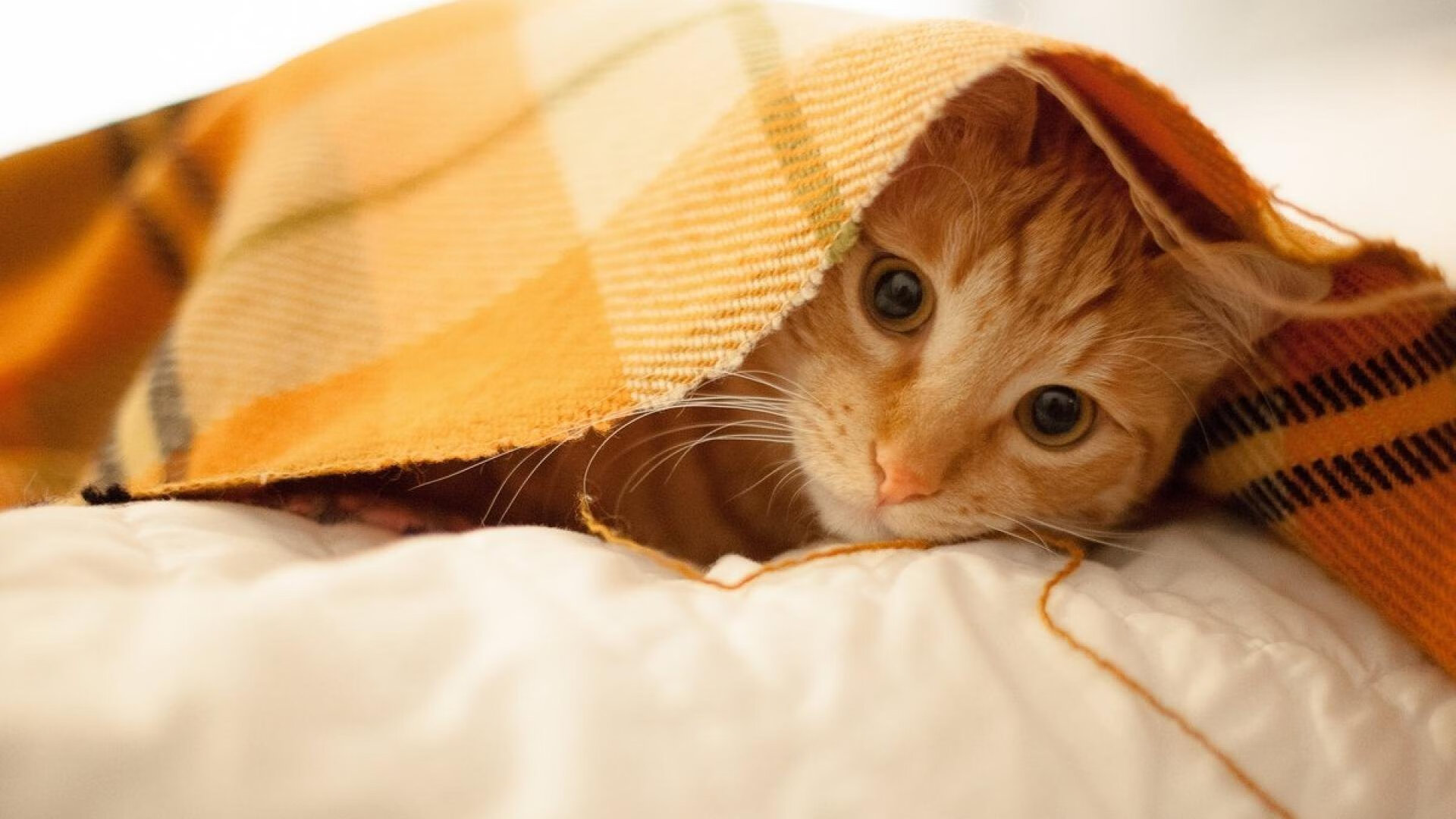 法国队队长姆巴佩在欧洲杯中表现平平,金球奖争夺受影响,法国球队球星姆巴佩