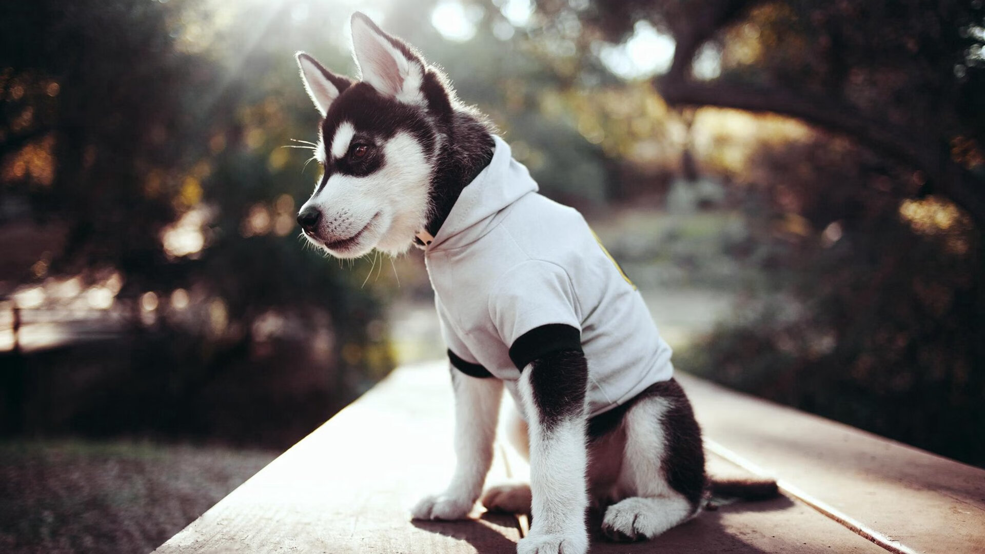 法兰克福是否能完成阵容升级目标,法兰克福队效力过的球员