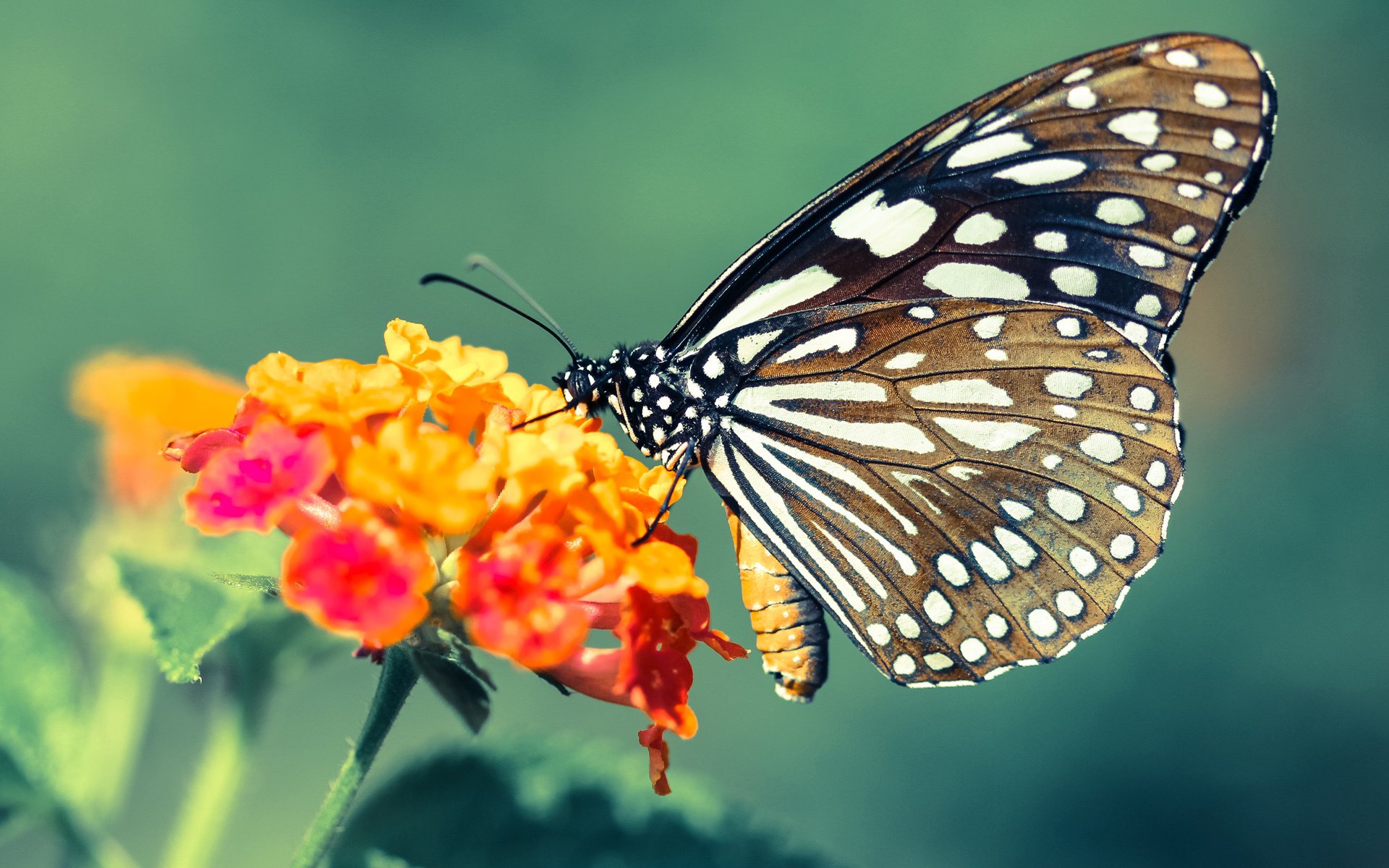 狼队主场告捷,成功守住不败纪录,狼队主场叫什么名字