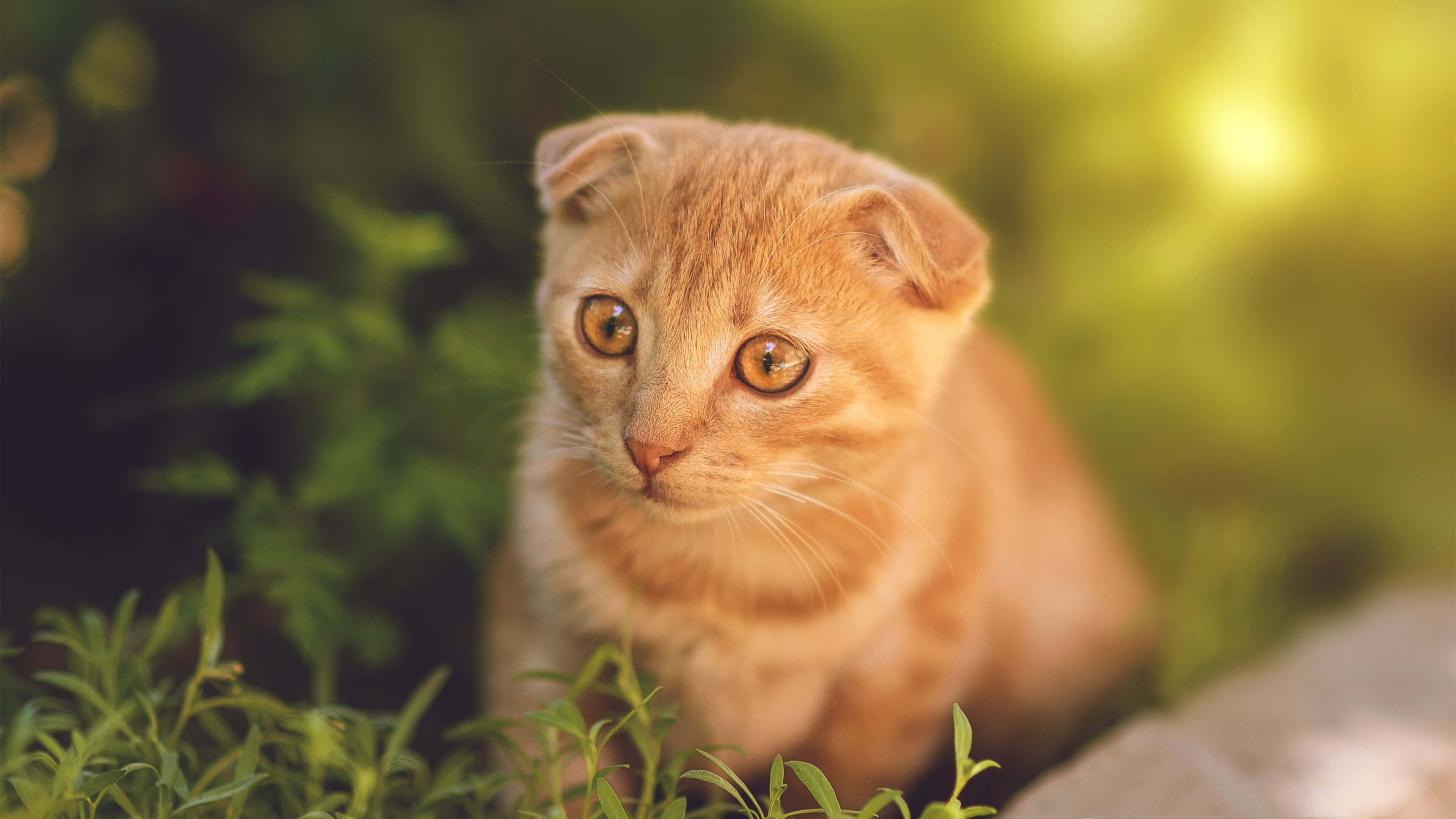 爱游戏体育APP下载-狼队擒下水晶宫，顺利晋级积分榜前列，狼队对水晶宫有可能平局吗