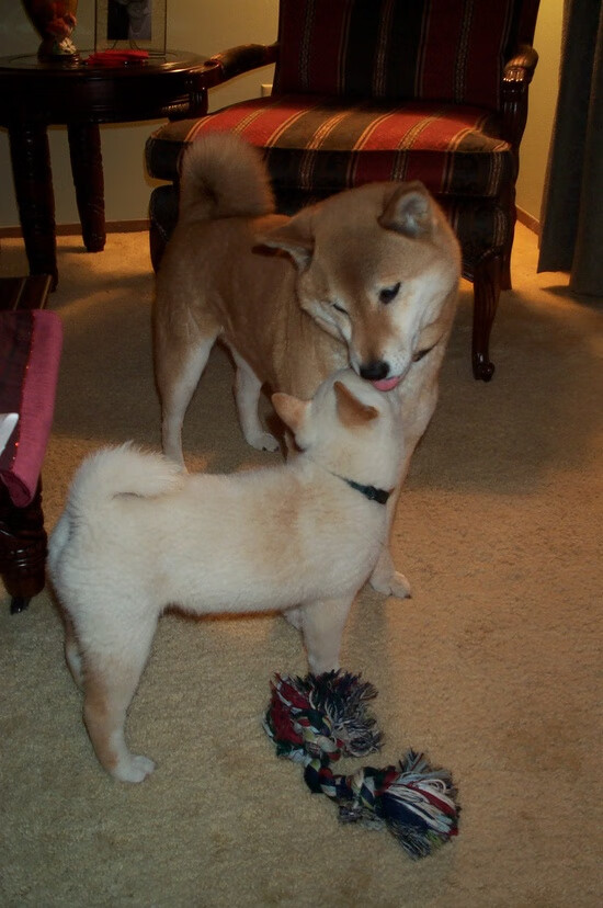 爱游戏下载-瓦伦西亚客场0-2不敌西班牙人，排名继续下滑，西班牙 瓦伦西亚