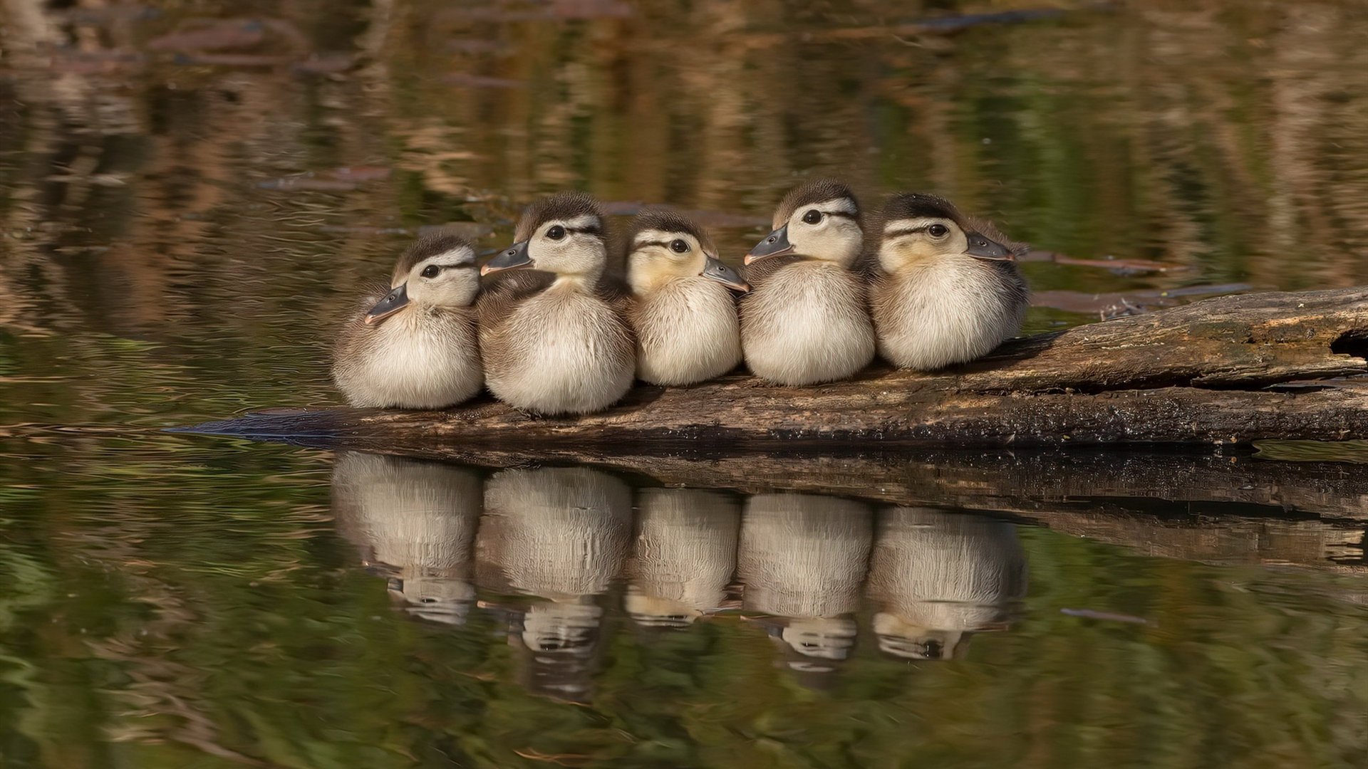 AYX GAME-赖斯欧冠两度任意球破门，创历史纪录，欧冠赖斯任意球破门皇马