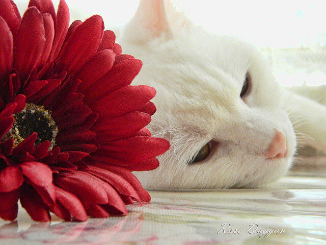 爱游戏综合娱乐-阿尔梅里亚连胜梅里达，实力得到验证，阿尔梅利亚