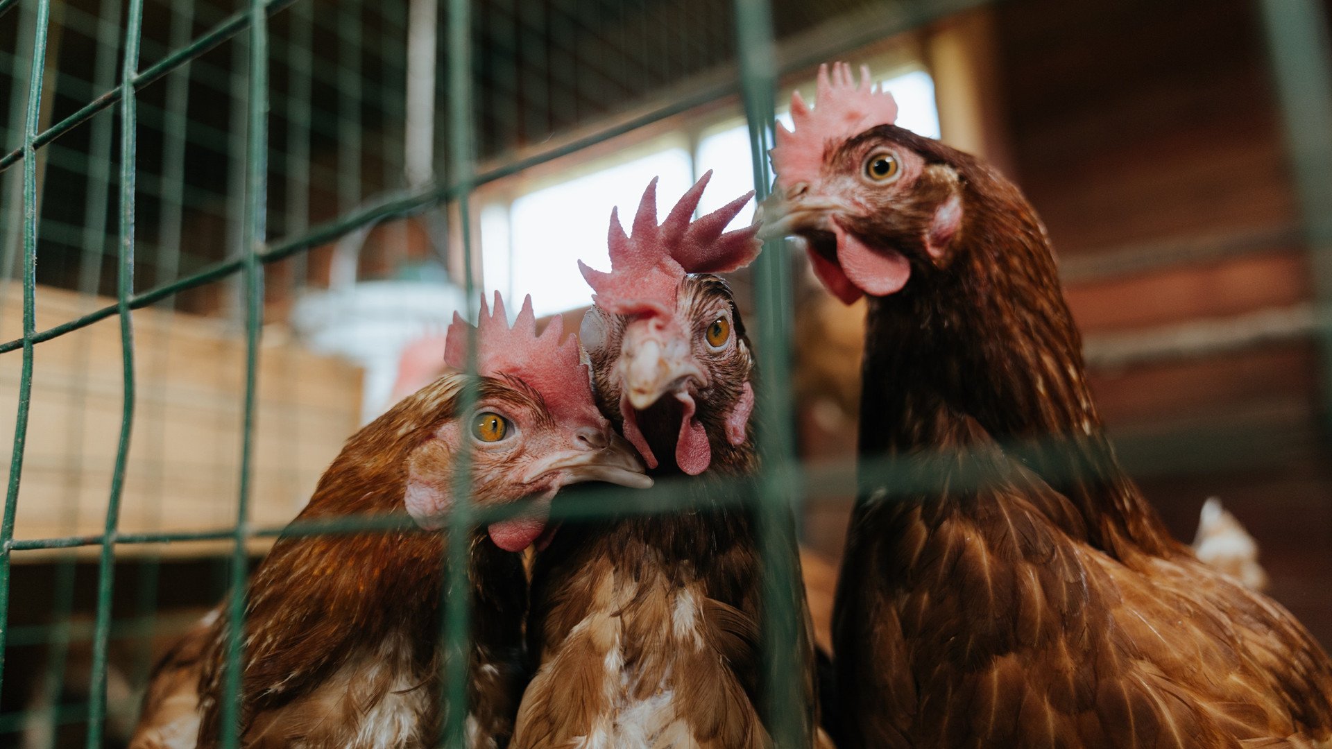 NBA赛季篮板效率排名分析,nba篮板总排名