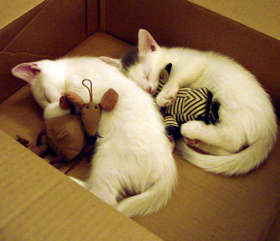 AYX GAME-蛙泳冲刺韩国稳中求胜，蛙泳完整版视频